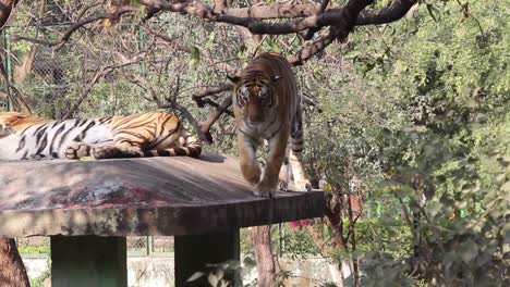 A-young-tiger-walking-on-edge-of-rooftop-and-looking-place-to-jump-on-ground-I-Bangal-tiger-in-mood-of-playing-in-Zoo-park-in-India