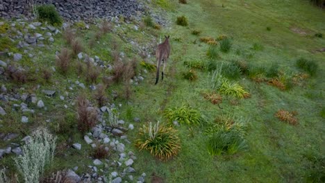 Toma-Aérea-De-Un-Canguro-Gris-Occidental-Saltando-En-El-Embalse-De-Cardinia,-Australia