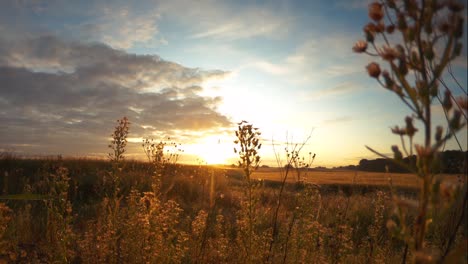 Timelapse-Del-Amanecer-En-El-Campo-De-Trigo-Con-Panorámica-Lenta