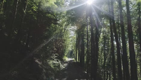 Drohne-Folgt-Einer-Straße-In-Einem-Geheimnisvollen-Wald-Mit-Sonneneruptionen-Und-Starken-Schatten