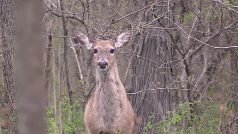 Single-alert-wild-whitetail-female-deer-doe-standing-and-looking-at-camera-in-tree-forest,-close-up-zoom-in-pan