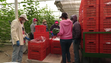 Mexican-workers-harvest-ripe-cucumbers-in-the-greenhouse-and-group-them-in-plastic-baskets