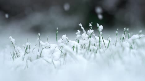 Macro-shot-of-snow-falling-on-grass-in-slow-motion-