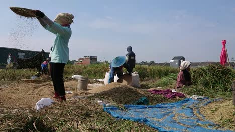 Harvest-season-in-rice-field,-farmers-separating-produce-from-plant,-static-shot