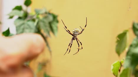 Große-Spinne-In-Ihrem-Netz-Auf-Einigen-Pflanzen-Und-Jemand-Berührt-Sie