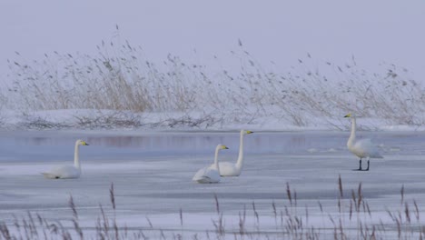 Cisnes-Cantores-Relajándose-Sobre-El-Hielo-Después-Del-Vuelo.