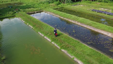 Aerial-shot-over-fish-farmer,-fish-seen-under-the-lake