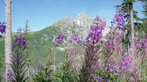 Flores-De-Hierba-Silvestre-Soplando-En-El-Viento,-Naturaleza-Intacta-Con-La-Montaña-Al-Fondo