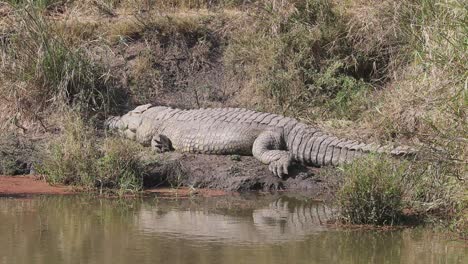 El-Gran-Cocodrilo-Del-Nilo-Disfruta-De-Una-Siesta-Junto-Al-Río-Bajo-El-Cálido-Sol-De-Kruger