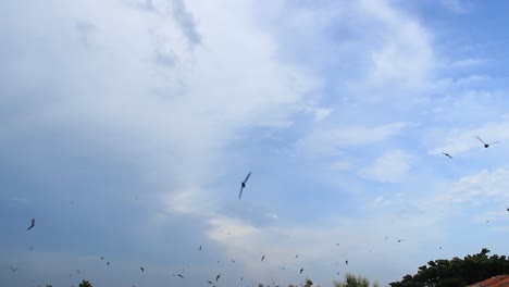 swallows-flew-looking-for-food-in-the-afternoon