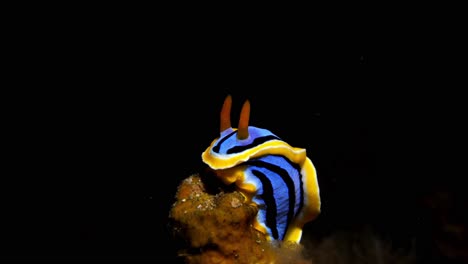 Chromodoris-Elisabethina-Nacktschnecke-Manado-Bay-Indonesien-25fps-4k