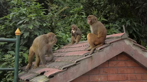 Playing-Monkeys---Monkey-Temple,-Kathmandu,-Nepal