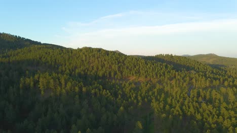 Upwards-aerial-parallax-shot-of-ponderosa-pine-trees-in-the-Black-Hills