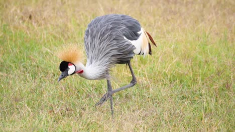 Grulla-Coronada-Alimentándose-De-Hierba-En-Cámara-Lenta