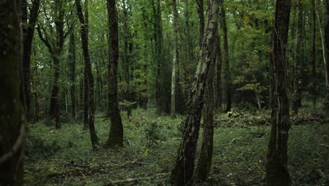 Smooth-walk-around-shot-focusing-on-the-trees