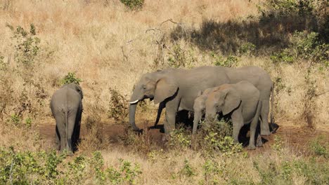 Afrikanische-Elefanten-Trinken-Wasser,-Krüger-Nationalpark,-Südafrika