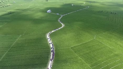 Wide-angle-view-over-the-rice-paddies-of-Sumbawa-Indonesia