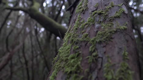 Moss-on-a-trunk-in-slow-motion