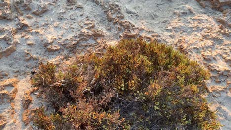 Nice-and-Quiet-View-of-Sandy-and-Bush-Beach