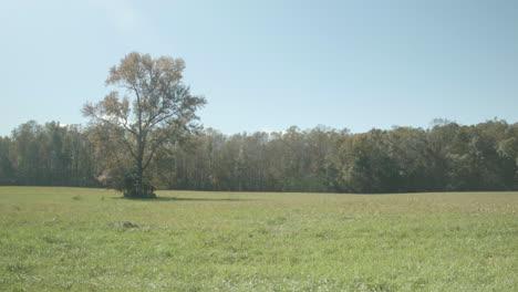 A-lonely-tree-in-a-grassy-field-at-autumn