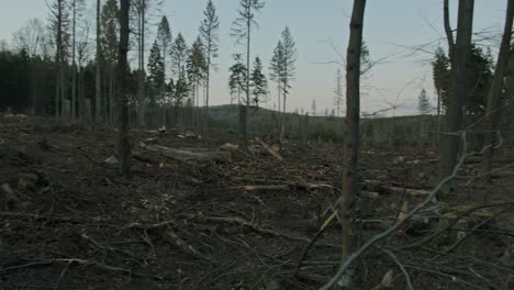 A-cleared-and-destroyed-forest-area