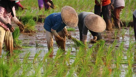 BLURRY-Video-grainy,-noises-and-soft-focus-video-of-Farmers-grow-rice-in-the-rainy-season