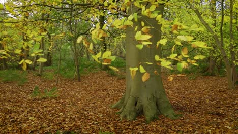 Gelbe-Herbstblätter-An-Einer-Buche,-Die-Vom-Böigen-Wind-Umhergeworfen-Werden