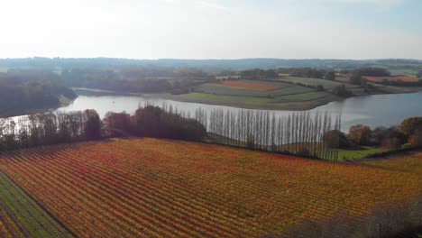 Drone-Aéreo-De-Movimiento-Hacia-Adelante-Sobre-Viñedos-Y-Embalses-En-Kent,-Inglaterra,-Después-De-La-Cosecha-En-Otoño