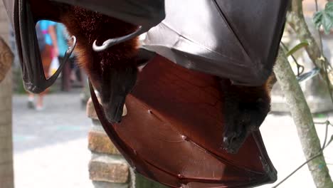 2-giant-flying-fox-Pteropus-vampyrus-Hanging-Upside-Down-from-a-branch-scratching-with-his-claws-and-slightly-Expanding-And-Flapping-Its-Wings-in-front-of-tirta-gangga-royal-palace-in-bali-indonesia