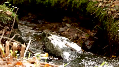 Entspannendes,-Stimmungsvolles-Bild-Eines-Fließenden-Bachs-In-Einer-Herbstlichen-Waldlandschaft-Mit-Plätscherndem-Wasser-über-Einem-Felsbrocken-Und-Fliegenden-Insekten