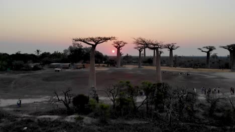 Sonnenuntergang-über-Den-Baobab-Bäumen-An-Der-Baobab-Allee