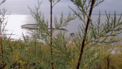 Sideways-slide-with-greenery-in-foreground-showcases-"Serpent-d'Océan