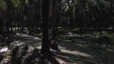 Yellow-scooter-parked-within-a-dark-palm-oil-plantation-in-western-Costa-Rica