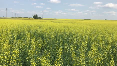 Viele-Gelbe-Blumen