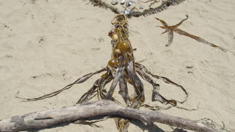 Kippen-Sie-Nach-Oben-Auf-Ein-Herz-Aus-Seetang-Und-Muscheln-An-Einem-Strand-In-Nordkalifornien