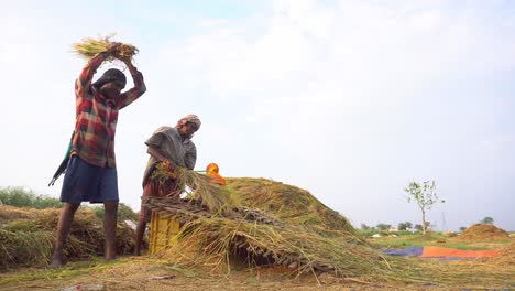 Boro-paddy-is-grown-in-large-quantities-in-summer-Asian-countries