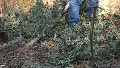 Hombre-I9n-Jeans-Cortando-Con-Motosierra-Acacia-En-Galicia