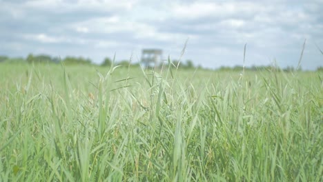 Focus-pull-of-a-watchtower-in-a-field-of-reed-softly-blowing-and-swaying-in-the-wind