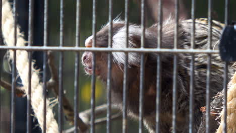 Captive-common-marmoset-takes-in-the-world-outside-his-cage,-4K