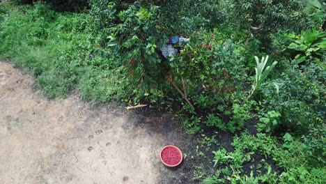 Aerial-view-of-african-worker-picking-ripe-coffee-beans-from-tree-at-plantation-in-Uganda,-Africa