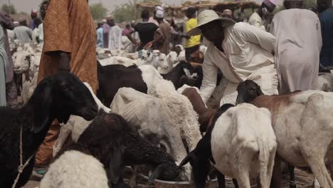 Viehmarkt-Im-Bundesstaat-Katsina