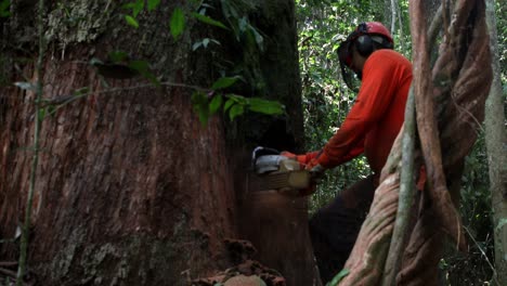 Ein-Mann-Mit-Einer-Kettensäge-Fällt-Einen-Riesigen,-Alten-Baum-Im-Amazonas-Regenwald