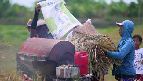 Hombre-Balinés-Llevando-Arroz_campo-De-Arroz-Balinés-Cosechando_corte_procesamiento-De-Arroz