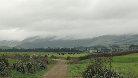 Countryside-landscape-of-New-Zealand-on-a-cloudy-day-with-livestock-grazing