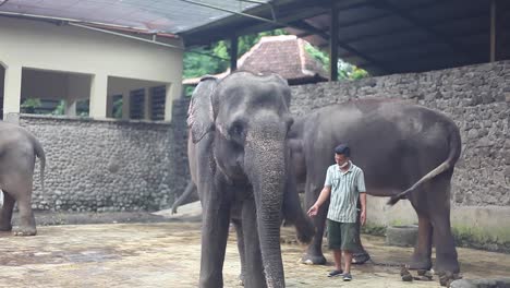 Yogyakarta,-Indonesia---23-De-Noviembre-De-2020:-Un-Elefante-En-Un-Santuario-De-Elefantes-O-Refugio-En-El-Zoológico-Gembira-Loka-Yogyakarta