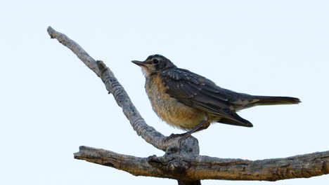 Robin-songbird-on-tree-branch-against-white-background-takes-flight