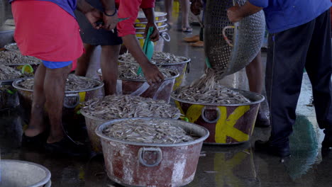 Frisch-Gefangener-Fisch-Wird-Von-Einem-Fischerboot-In-Fischkisten-Entladen,-Größter-Fischereihafen-In-Kerala