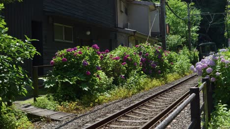 Famous-Enoshima-Dentetsu-Train-passing-through-scenery-in-Kamakura