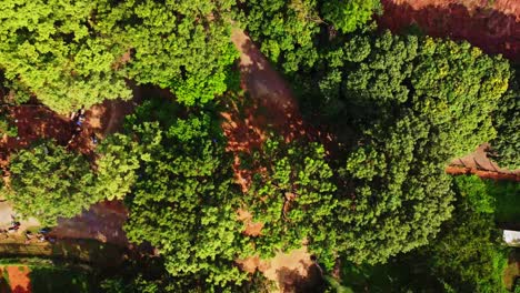 Eine-Drohne-Senkt-Sich-Langsam-Zwischen-Grünen-Bäumen-Herab-Und-Zeigt-Familien,-Die-über-Einen-Pfad-In-Einem-Wunderschönen-Grünen-Park-Laufen