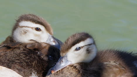 Two-adorable-soft,-fuzzy-Wood-Duck-ducklings-in-wetland-pond-close-up